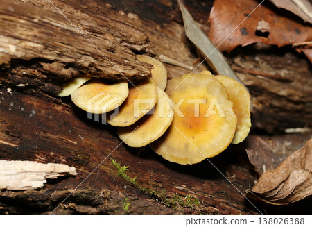 The dangerous poisonous mushroom Hypholoma fasciculare (bitter mushroom) is found between decaying wood and damp soil (macro photography of wild fungi). 138026388
