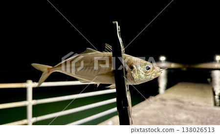 夜釣 夜釣 138026513