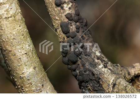一棵直立的樹上生長著一層黑色的*Crocothemis nobilis*子囊果群落（自然環境中真菌的微距攝影） 138026572