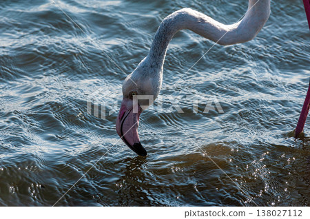 Flamingos near Walvis Bay Flamingos near Walvis Bay 138027112