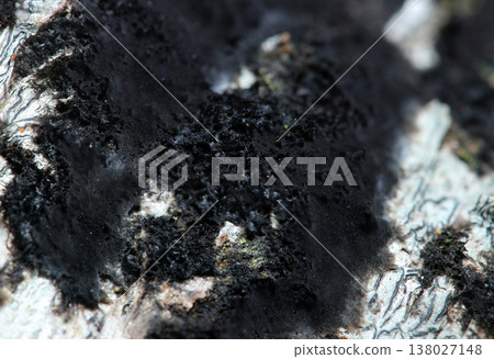 Bark covered with matte black, mold-like fungi from the subphylum Cetacea (macro photography of fungi in a natural environment). 138027148