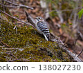 一隻背部有條紋圖案的日本侏啄木鳥棲息在一棵長滿苔蘚的倒樹上（北海道南部七苗町）。 138027230