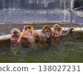 Several Japanese macaques relax and groom themselves while soaking in an open-air hot spring (Hakodate Tropical Botanical Garden, Hokkaido). Several Japanese macaques relax and groom themselves while soaking in an open-air hot spring (Hakodate Tropical Botanical Garden, Hokkaido). 138027231