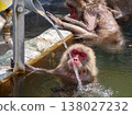Japanese macaques attempt to drink hot spring water directly from a pipe (Hakodate Tropical Botanical Garden, Hokkaido) Japanese macaques attempt to drink hot spring water directly from a pipe (Hakodate Tropical Botanical Garden, Hokkaido) 138027232