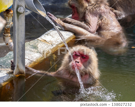 Japanese macaques attempt to drink hot spring water directly from a pipe (Hakodate Tropical Botanical Garden, Hokkaido) Japanese macaques attempt to drink hot spring water directly from a pipe (Hakodate Tropical Botanical Garden, Hokkaido) 138027232