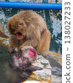 A Japanese macaque leans against the edge of a hot spring, eyes closed, with an ecstatic expression (Hakodate Tropical Botanical Garden, Hokkaido). A Japanese macaque leans against the edge of a hot spring, eyes closed, with an ecstatic expression (Hakodate Tropical Botanical Garden, Hokkaido). 138027233
