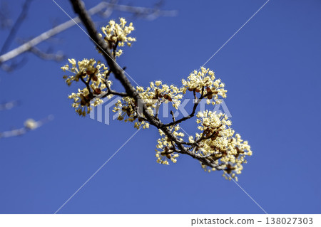 Against the backdrop of the spring blue sky, the Cornelian cherry tree blooms with yellow flowers before its leaves appear. Against the backdrop of the spring blue sky, the Cornelian cherry tree blooms with yellow flowers before its leaves appear. 138027303