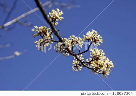 Against the backdrop of the spring blue sky, the Cornelian cherry tree blooms with yellow flowers before its leaves appear. Against the backdrop of the spring blue sky, the Cornelian cherry tree blooms with yellow flowers before its leaves appear. 138027304
