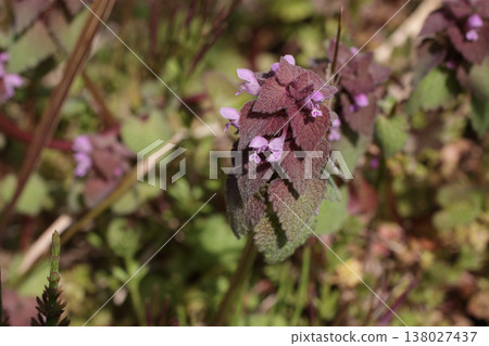 Flowers of Himeodorikosou 138027437