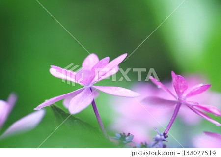 pink hydrangeas wet in the rain pink hydrangeas wet in the rain 138027519