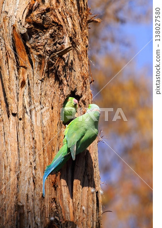 Rose-ringed Parakeet Rose-ringed Parakeet 138027580