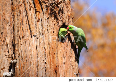 Rose-ringed Parakeet 138027582