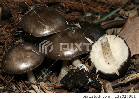 A group of glossy, dark brown, and distinctly fibrous mushrooms (with images of the ventral gills and macro close-ups). A group of glossy, dark brown, and distinctly fibrous mushrooms (with images of the ventral gills and macro close-ups). 138027991