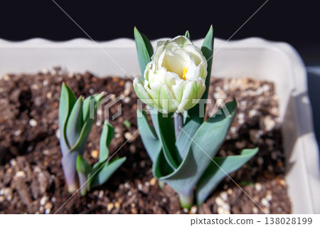 盆栽鬱金香：發芽和開花（公寓陽台上） 138028199