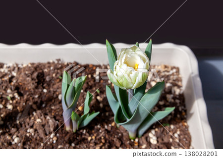 盆栽鬱金香：發芽和開花（公寓陽台上） 138028201