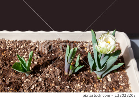 盆栽鬱金香:發芽和開花(公寓陽台上) 盆栽鬱金香:發芽和開花(公寓陽台上) 138028202