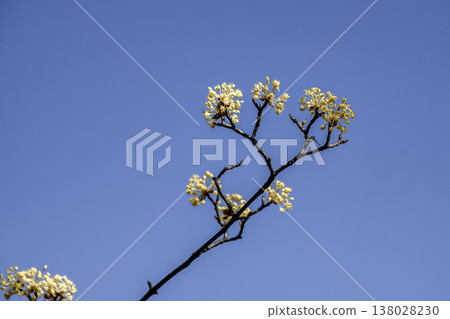 Against the backdrop of the spring blue sky, the Cornelian cherry tree blooms with yellow flowers before its leaves appear. Against the backdrop of the spring blue sky, the Cornelian cherry tree blooms with yellow flowers before its leaves appear. 138028230