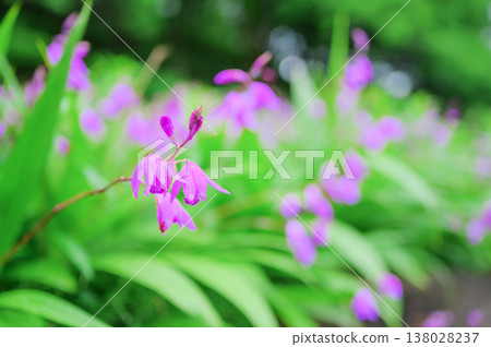 Rain-soaked orchid flowers against a backdrop of fresh green foliage. 138028237