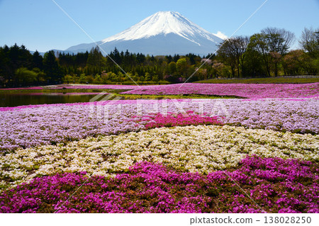 富士芝麻櫻花園 138028250