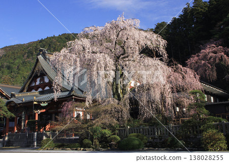 Weeping cherry blossoms at Mt. 138028255