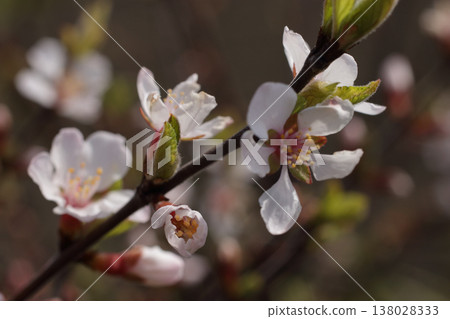 Yulium的花 Yulium的花 138028333
