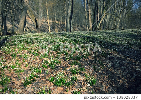 Spring snowflakes flowers. ( leucojum vernum carpaticum) Beautiful blooming flowers in forest with natural colored background. 138028337