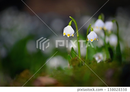 Spring snowflakes flowers. ( leucojum vernum carpaticum) Beautiful blooming flowers in forest with natural colored background. 138028338