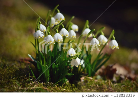 Spring snowflakes flowers. ( leucojum vernum carpaticum) Beautiful blooming flowers in forest with natural colored background. Spring snowflakes flowers. ( leucojum vernum carpaticum) Beautiful blooming flowers in forest with natural colored background. 138028339
