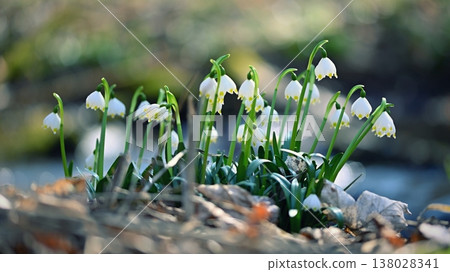 Spring snowflakes flowers. ( leucojum vernum carpaticum) Beautiful blooming flowers in forest with natural colored background. Spring snowflakes flowers. ( leucojum vernum carpaticum) Beautiful blooming flowers in forest with natural colored background. 138028341