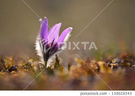 Beautiful spring background with blooming flower in meadow at sunset. Spring time and nature. Beautiful purple flower - pasqueflower (Pulsatilla grandis) Beautiful spring background with blooming flower in meadow at sunset. Spring time and nature. Beautiful purple flower - pasqueflower (Pulsatilla grandis) 138028343