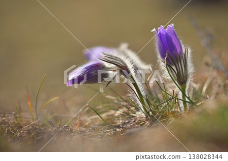 Beautiful spring background with blooming flower in meadow at sunset. Spring time and nature. Beautiful purple flower - pasqueflower (Pulsatilla grandis) Beautiful spring background with blooming flower in meadow at sunset. Spring time and nature. Beautiful purple flower - pasqueflower (Pulsatilla grandis) 138028344