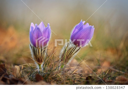 Spring background with flowers in meadow. Pasque Flower (Pulsatilla grandis) 138028347