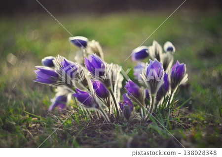 Springtime and spring flower. Beautiful purple little furry pasque-flower. (Pulsatilla grandis) Blooming on spring meadow at the sunset. Nature colorful background. 138028348