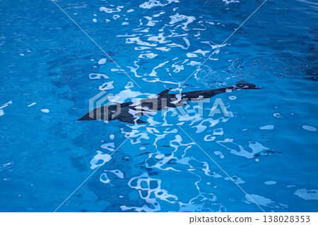 水族館大型藍色海水池中，一隻黑色海豚的輪廓清晰可見。 138028353