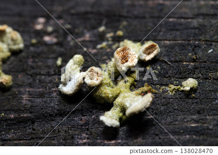 一朵非常小、毛茸茸的幼小的斑點水鱉（Hydrocharis maculata）生長在腐爛的樹樁上（野生真菌的微距攝影）。 138028470