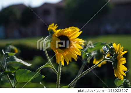 Sunflowers shining in the summer blue sky; sunflower blossoms facing the sun. 138028497