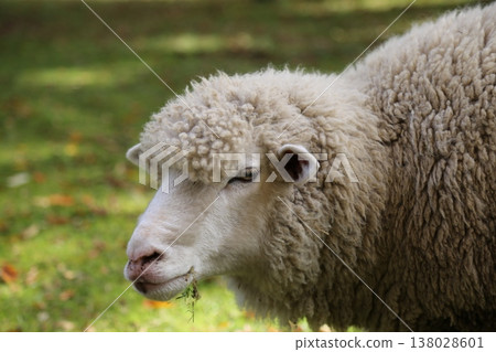 Grazing sheep　 138028601