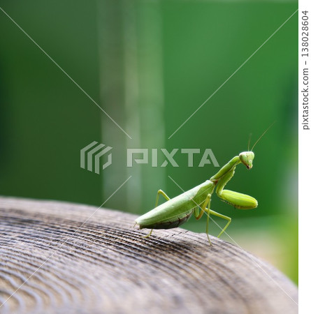 Praying mantis waiting for prey on the tree 138028604