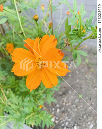 Yellow marigold flower 138028639