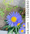 Blue and yellow flower 138028640