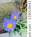 Blue Aster flower 138028641