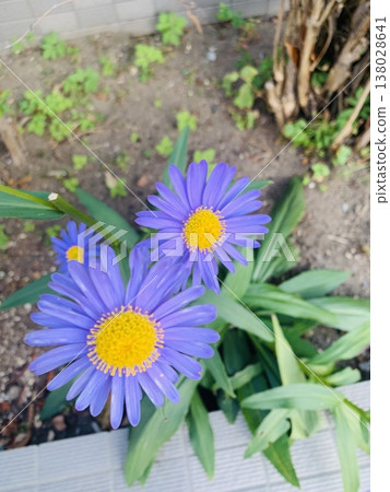 Blue Aster flower 138028641