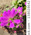 Pink flower 138028642