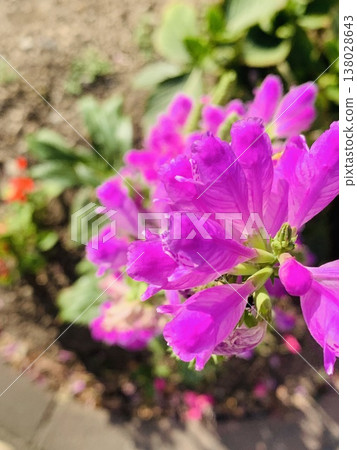 pink flowers in the garden 138028643