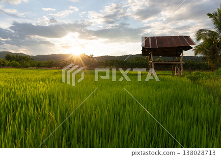 Rice Field Landscape at Sunset Rice Field Landscape at Sunset 138028713