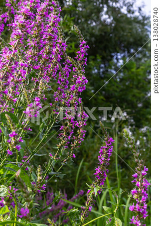 Purple loosestrife Lythrum salicaria inflorescence. Flower spike of plant in the family Lythraceae, associated with wet habitats Purple loosestrife Lythrum salicaria inflorescence. Flower spike of plant in the family Lythraceae, associated with wet habitats 138028740