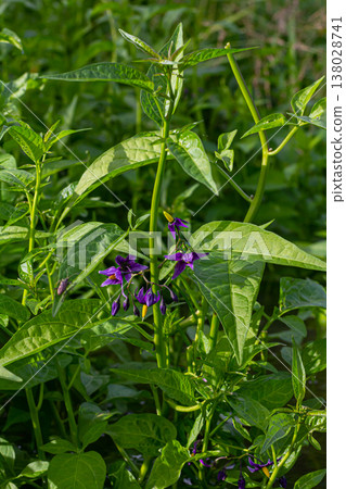Bittersweet nightshade Solanum dulcamara flowers and buds with leaves. Place for text Bittersweet nightshade Solanum dulcamara flowers and buds with leaves. Place for text 138028741