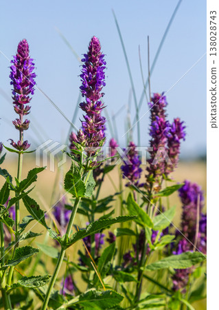 Salvia nemorosa, forest sage, beautiful bright color, violet blue flowers in bloom, muscadine flowering ornamental plants in the garden 138028743