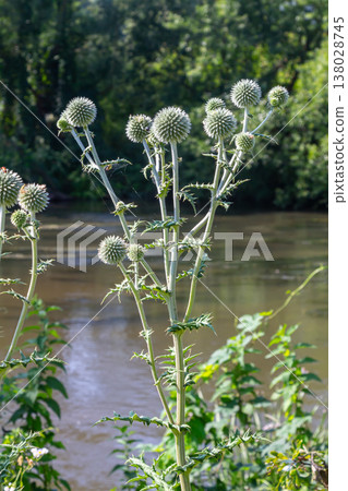 In the wild, the honey plant echinops sphaerocephalus blooms In the wild, the honey plant echinops sphaerocephalus blooms 138028745