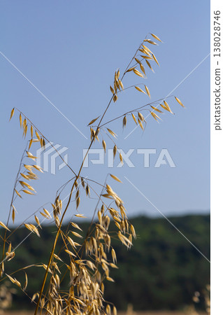 Fatua oatmeal. Stem, leaf and hanging ears of wild oats. Grasses Fatua oatmeal. Stem, leaf and hanging ears of wild oats. Grasses 138028746